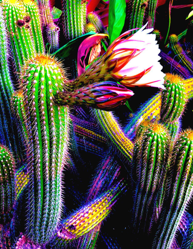 Colorful Desert Blossom