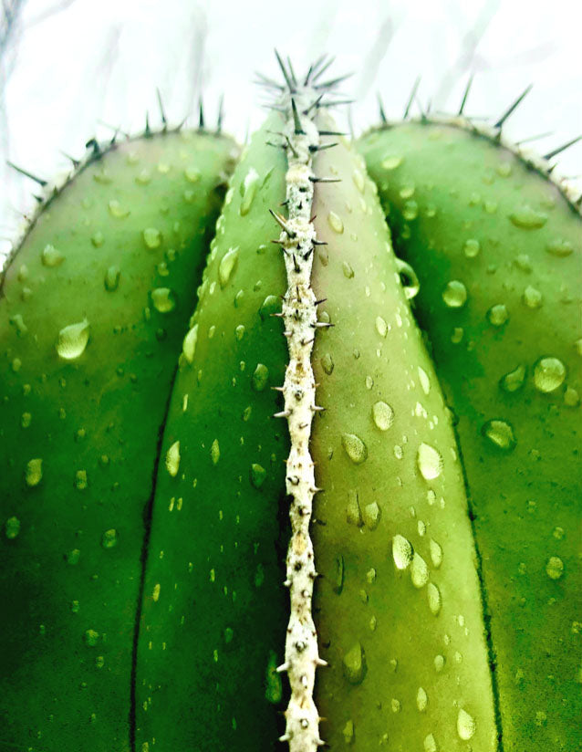 Rainy Fence Post Cactus